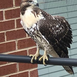 Meet your Posher, Ladon